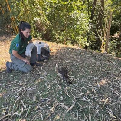 Sema realiza soltura de nove animais após processo de reabilitação - Notícias - Mato Grosso digital