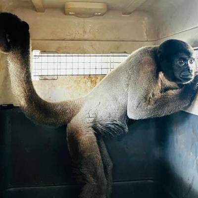 Sema transfere macacos-barrigudos ameaçados de extinção para santuário em MG - Notícias - Mato Grosso digital