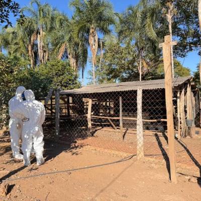 Serviço de defesa sanitária do Indea encerra foco de gripe aviária - Notícias - Mato Grosso digital