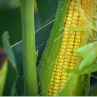 Silagem de milho alcança 91% de colheita - Notícias - Mato Grosso digital