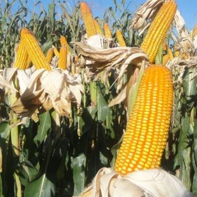 Silagem de milho mantém produtividade - Notícias - Mato Grosso digital