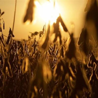 Soja: comercialização da safra 2025/26 começa a ganhar força no Mato Grosso - Notícias - Mato Grosso digital