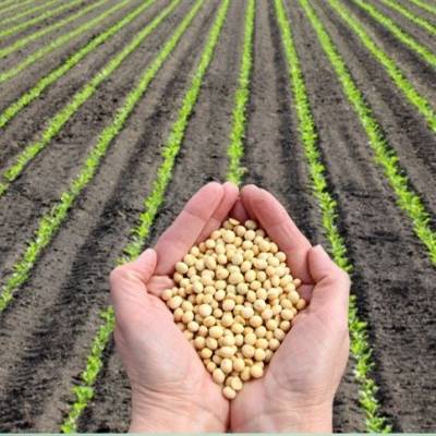 Soja: demanda eleva produção industrial - Notícias - Mato Grosso digital