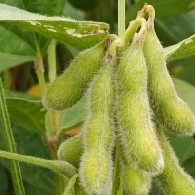 Sojicultores de MT têm até 15 de fevereiro para cadastrar área no Indea - Notícias - Mato Grosso digital