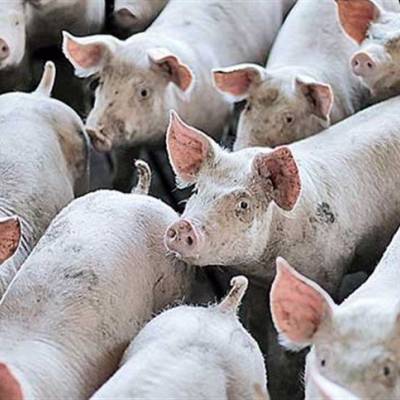 SUÍNOS: Carne perde competitividade frente às concorrentes - Notícias - Mato Grosso digital