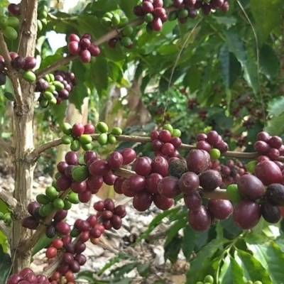 Tempo seco acelera colheita de café no Cerrado Mineiro - Notícias - Mato Grosso digital