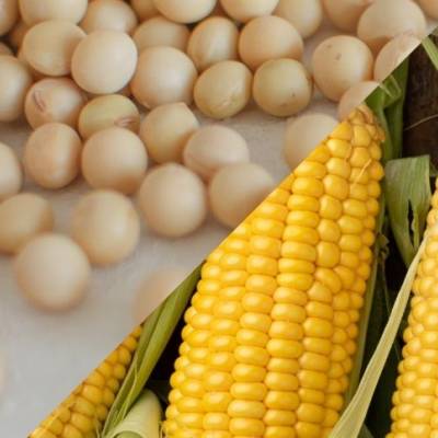 USDA projeta mais soja e menos milho nos EUA - Notícias - Mato Grosso digital