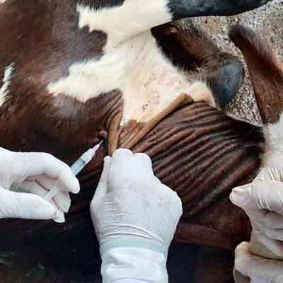 Vacinação contra brucelose deve imunizar 4 milhões de bezerras - Notícias - Mato Grosso digital