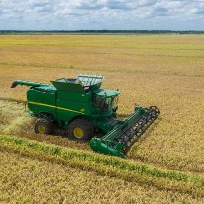 Arroz entra na safra 2025/26 sob pressão - Notícias - Mato Grosso digital