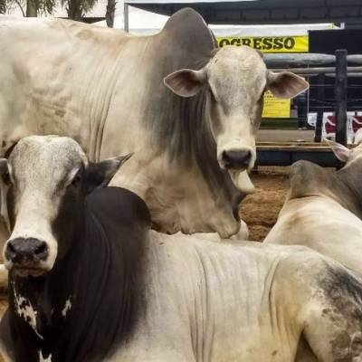Boi gordo mantém preços estáveis nas praças paulistas - Notícias - Mato Grosso digital