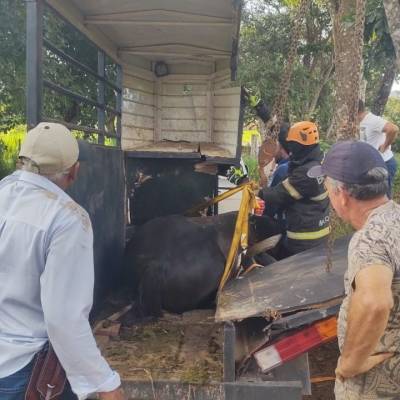 Bombeiros resgatam cavalo que ficou preso em ferragens de trailer de transporte - Notícias - Mato Grosso digital