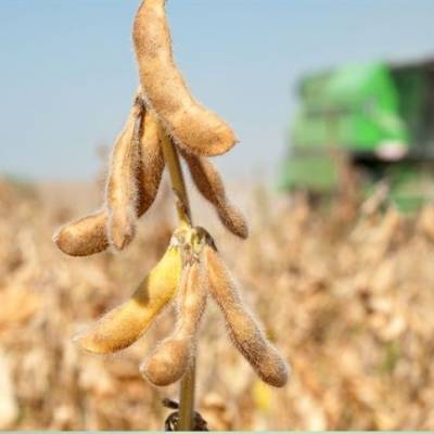 Custos da nova safra de soja sobem e preocupam produtores - Notícias - Mato Grosso digital