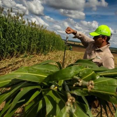Fertilizantes: como aplicar os 4Cs para elevar a produtividade e proteger o solo - Notícias - Mato Grosso digital