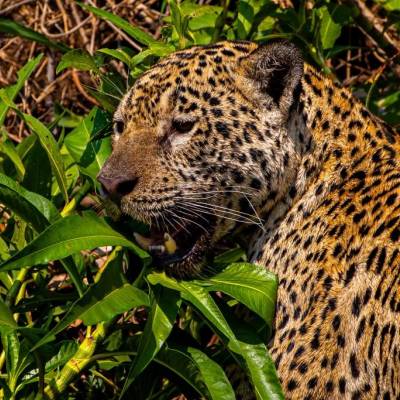 Governo do Estado institui área de interesse público para refúgio da vida silvestre da onça pintada - Notícias - Mato Grosso digital