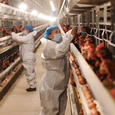 Gripe aviária: OMS quer rede mundial e alerta para 