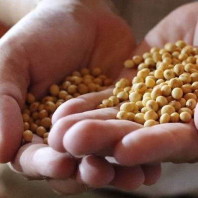 Mercado da soja ganha fôlego com foco no campo e demanda da China - Notícias - Mato Grosso digital
