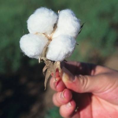 MT: Recuperação dos preços do caroço de algodão - Notícias - Mato Grosso digital