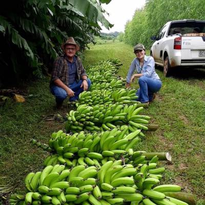 Pesquisa da Empaer desenvolve variedade de banana voltada à agricultura familiar - Notícias - Mato Grosso digital