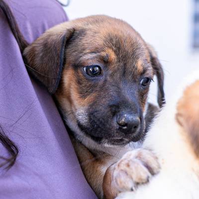 Prefeitura de Cuiabá convida população para vacinar cães e gatos neste sábado - Notícias - Mato Grosso digital