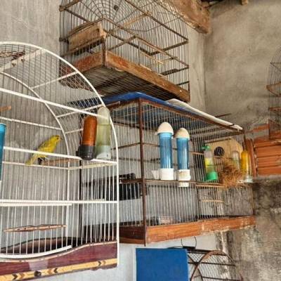 Sema e PJC integram força-tarefa de combate ao tráfico de animais silvestres - Notícias - Mato Grosso digital