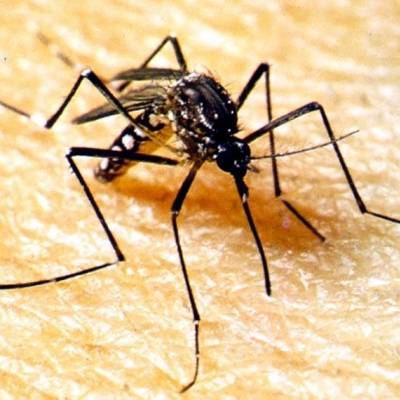 SES elabora plano de contingência para enfrentamento da dengue e outras arboviroses - Notícias - Mato Grosso digital