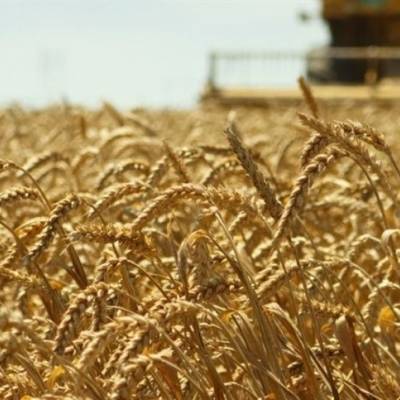 Trigo: Paraná pode superar recorde de produtividade de 2016 - Notícias - Mato Grosso digital